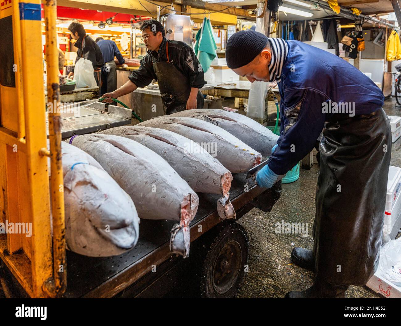 Tokio Japan. Fischmarkt. Thunfischauktion Stockfoto