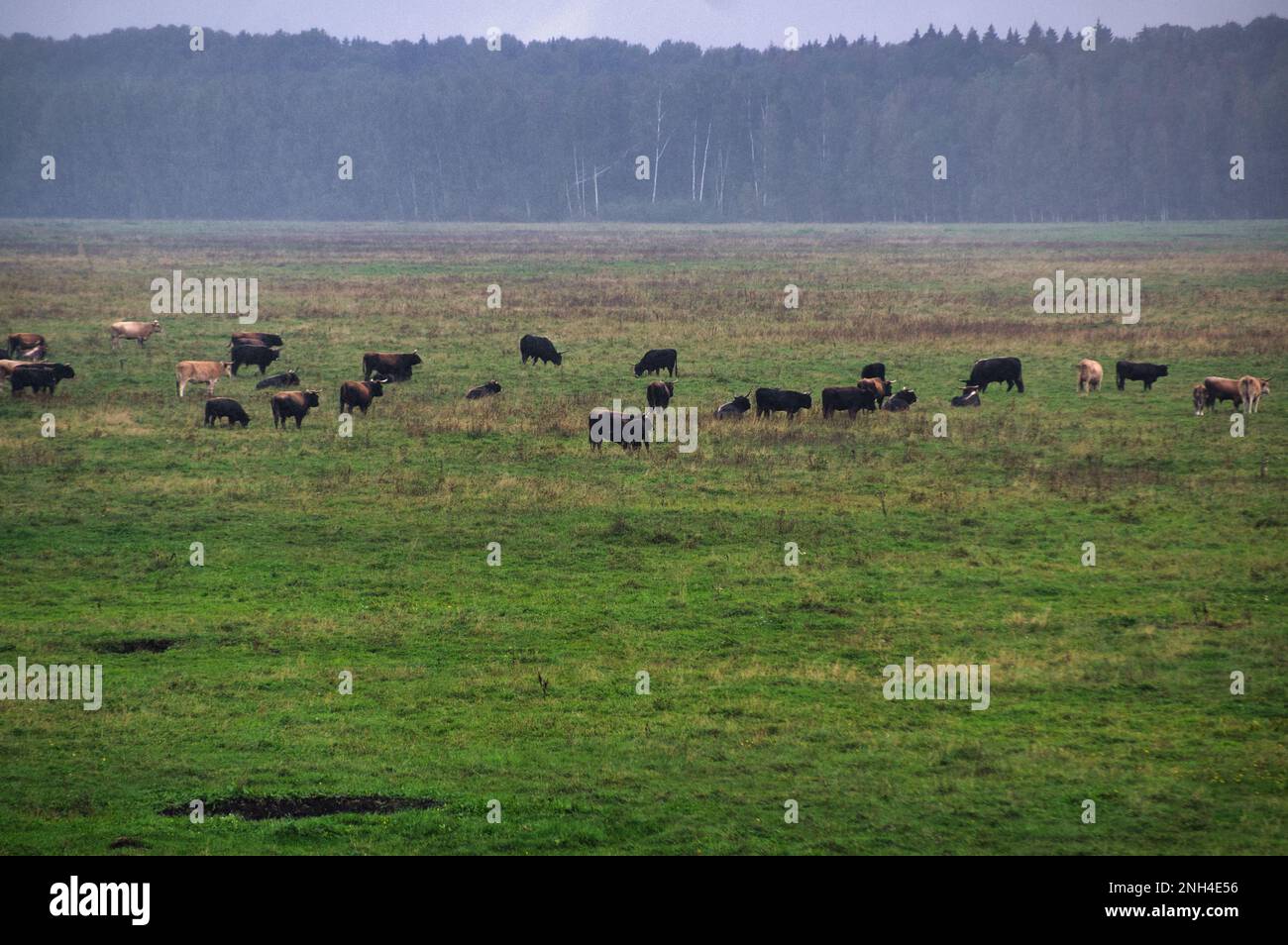 Eine Gruppe von vom Aussterben bedrohten wilden Mustangs und Kühen grasen auf einer riesigen Wiese, umgeben von idyllischer Landschaft. Die majestätischen Tiere sind frei und enjo Stockfoto