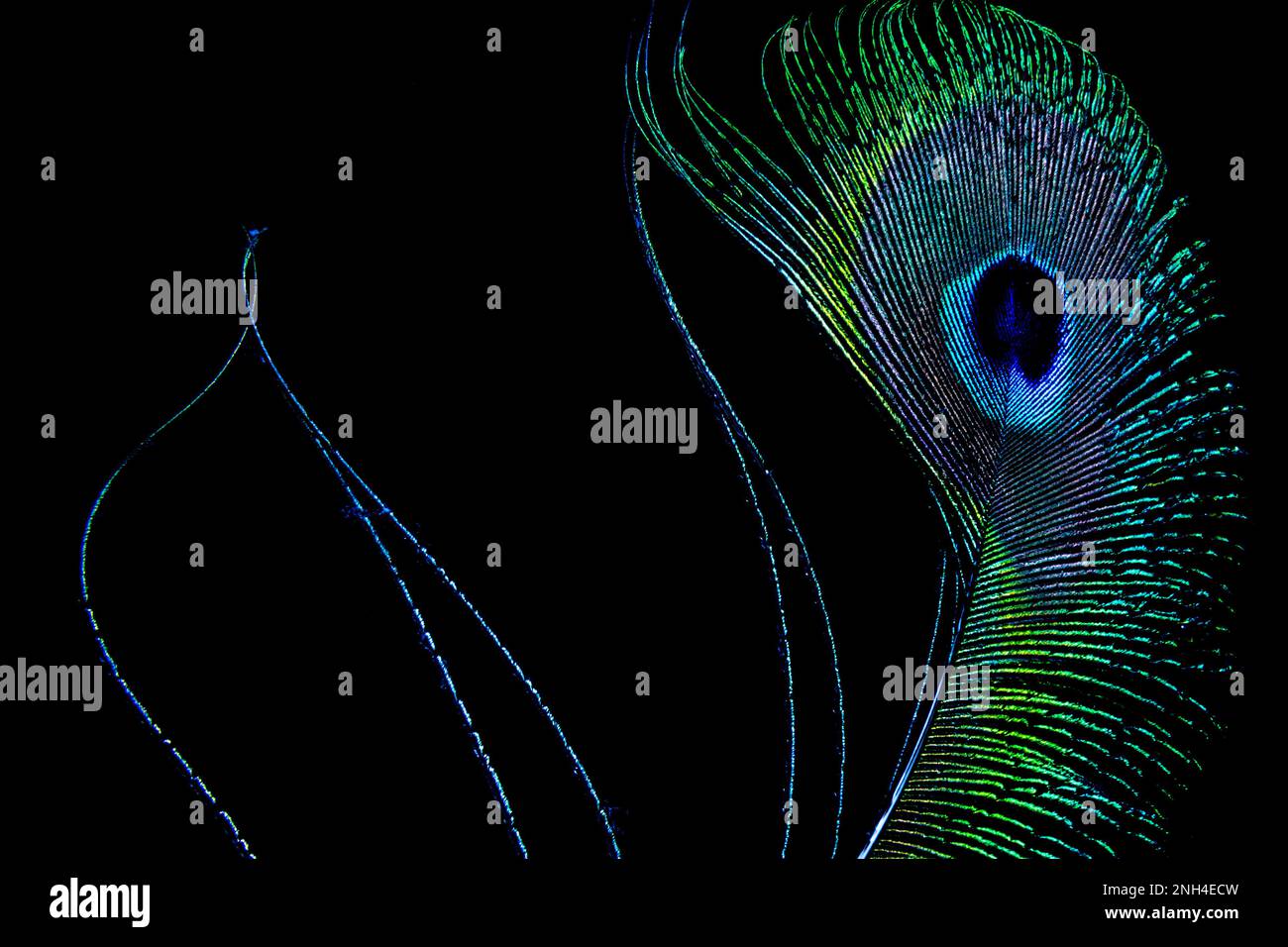 Eine Pfauenfeder sieht vor einem schwarzen Hintergrund noch lebendiger aus. Stockfoto