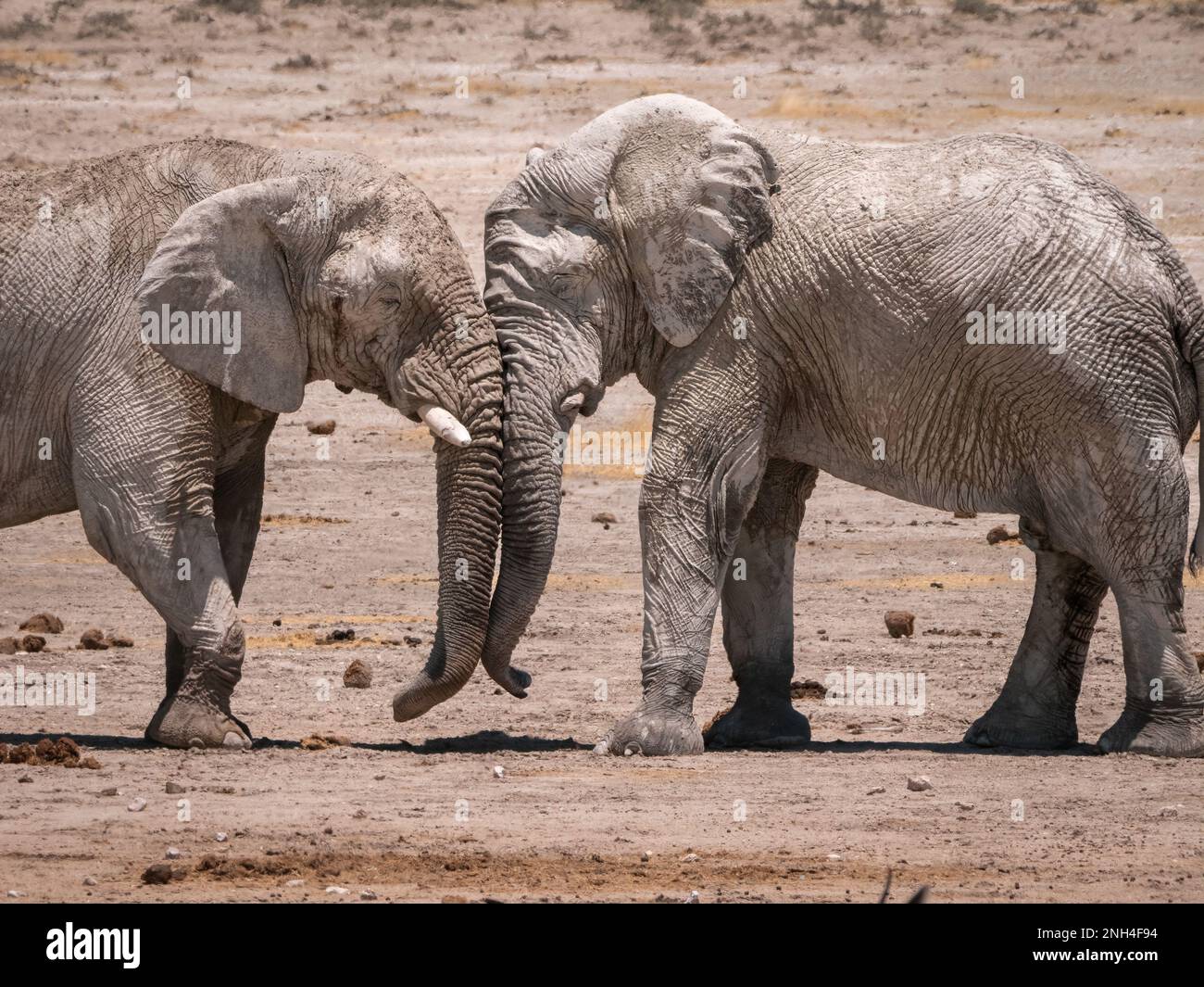 Ein Paar afrikanischer Junggesellen-Elefanten, die sich in einem Scheinkampf an einem Wasserloch in Afrika prügeln.Wildtiere interagieren in Namibia miteinander. Dominanzspiel Stockfoto