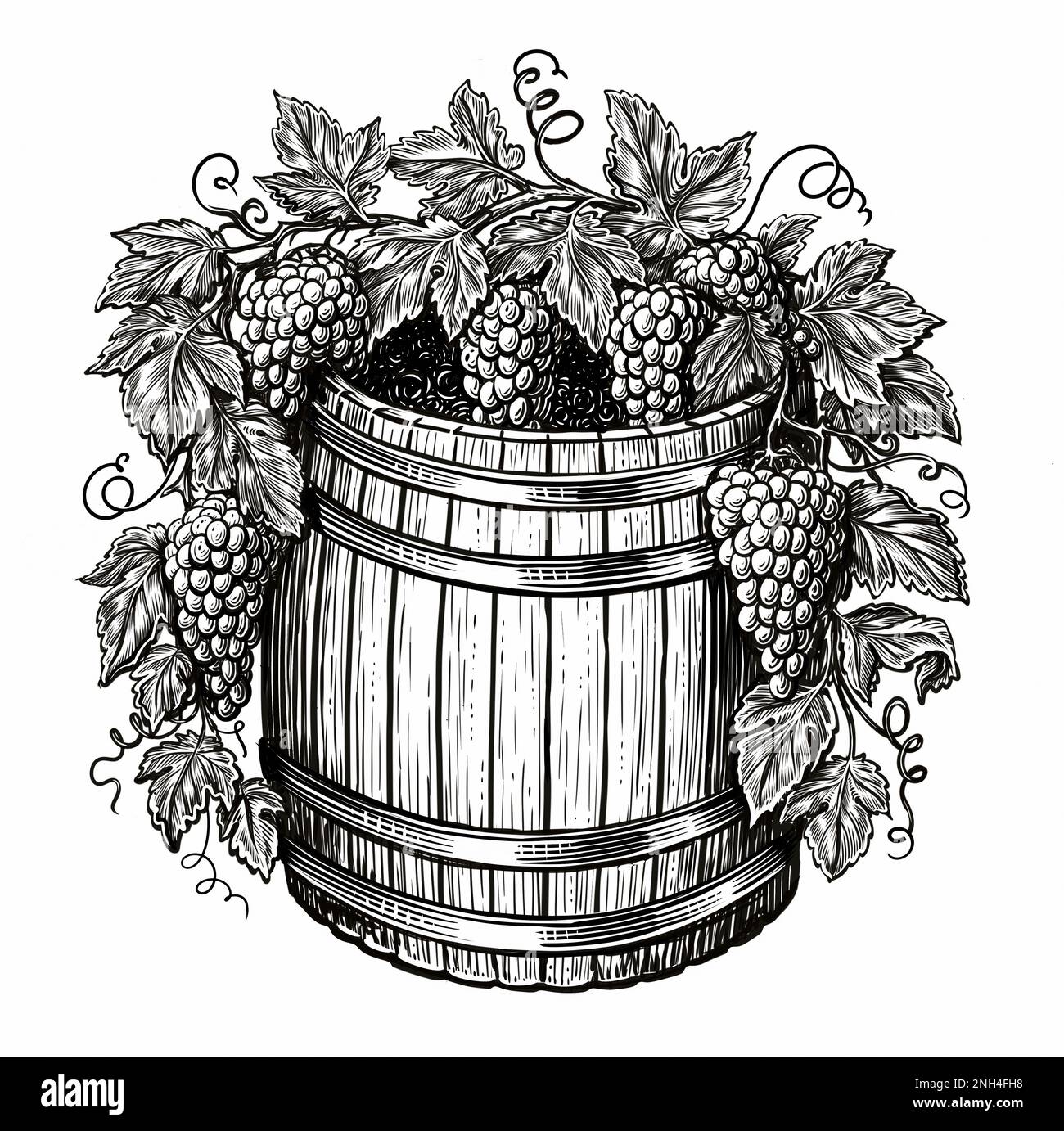 Eichenholzfässer und Traubenbündel, Weinrebe. Weingut, Weinbaukonzept. Alte Skizze Stockfoto
