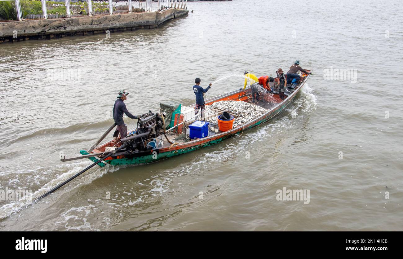 SAMUT PRAKAN, THAILAND, JUNI 01 2022, asiatische Fischer segeln auf einem Boot voller gefangener Fische Stockfoto