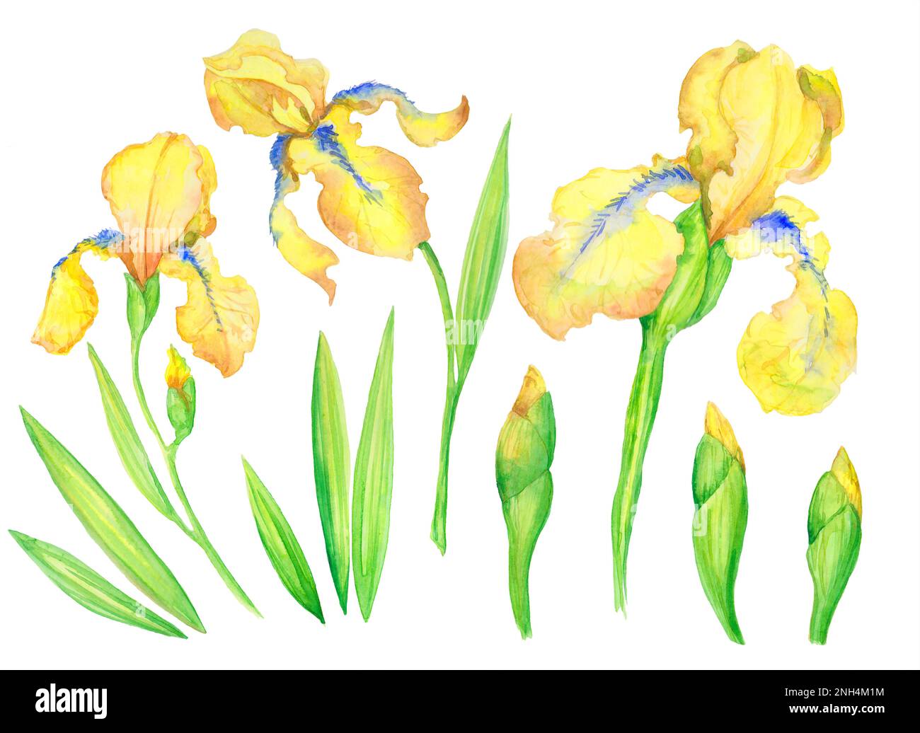 Ein Set gelber Iris, Blumen, Knospen, Blätter. Aquarell-Darstellung von Handmalerei für Ihr Design. Stockfoto