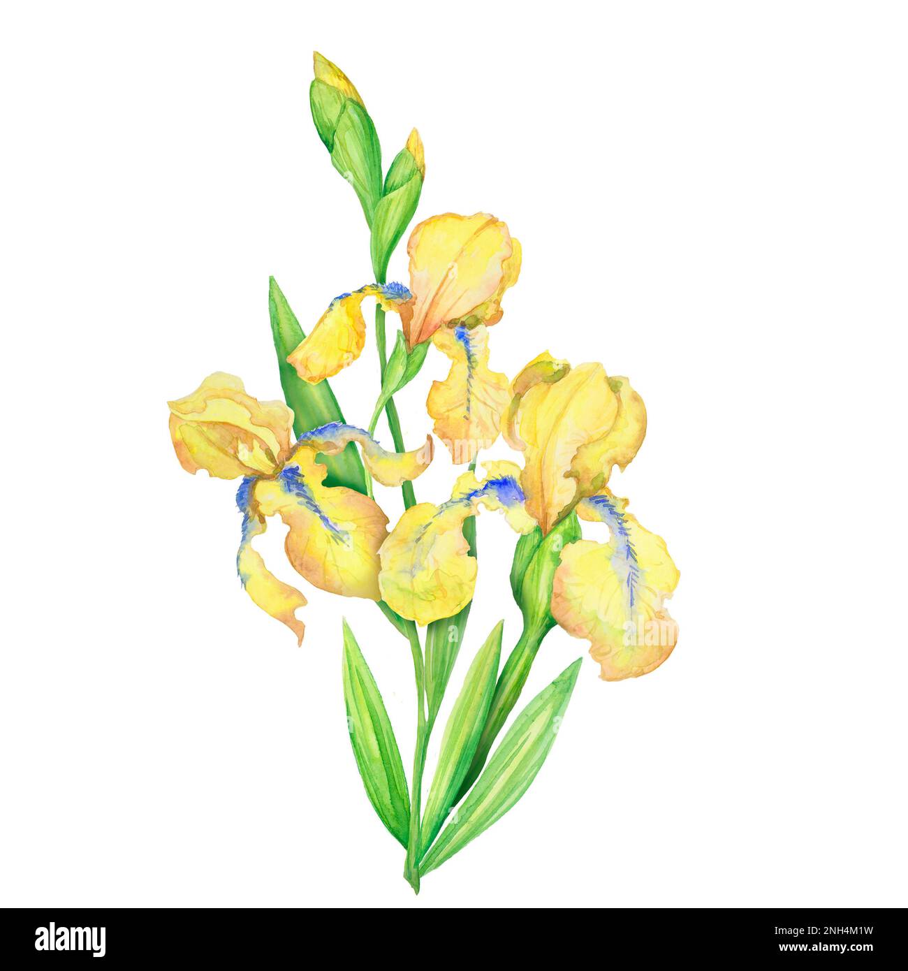 Strauß gelber Iris, handbemalte Aquarelle, ein Blumenstrauß mit Blättern Stockfoto