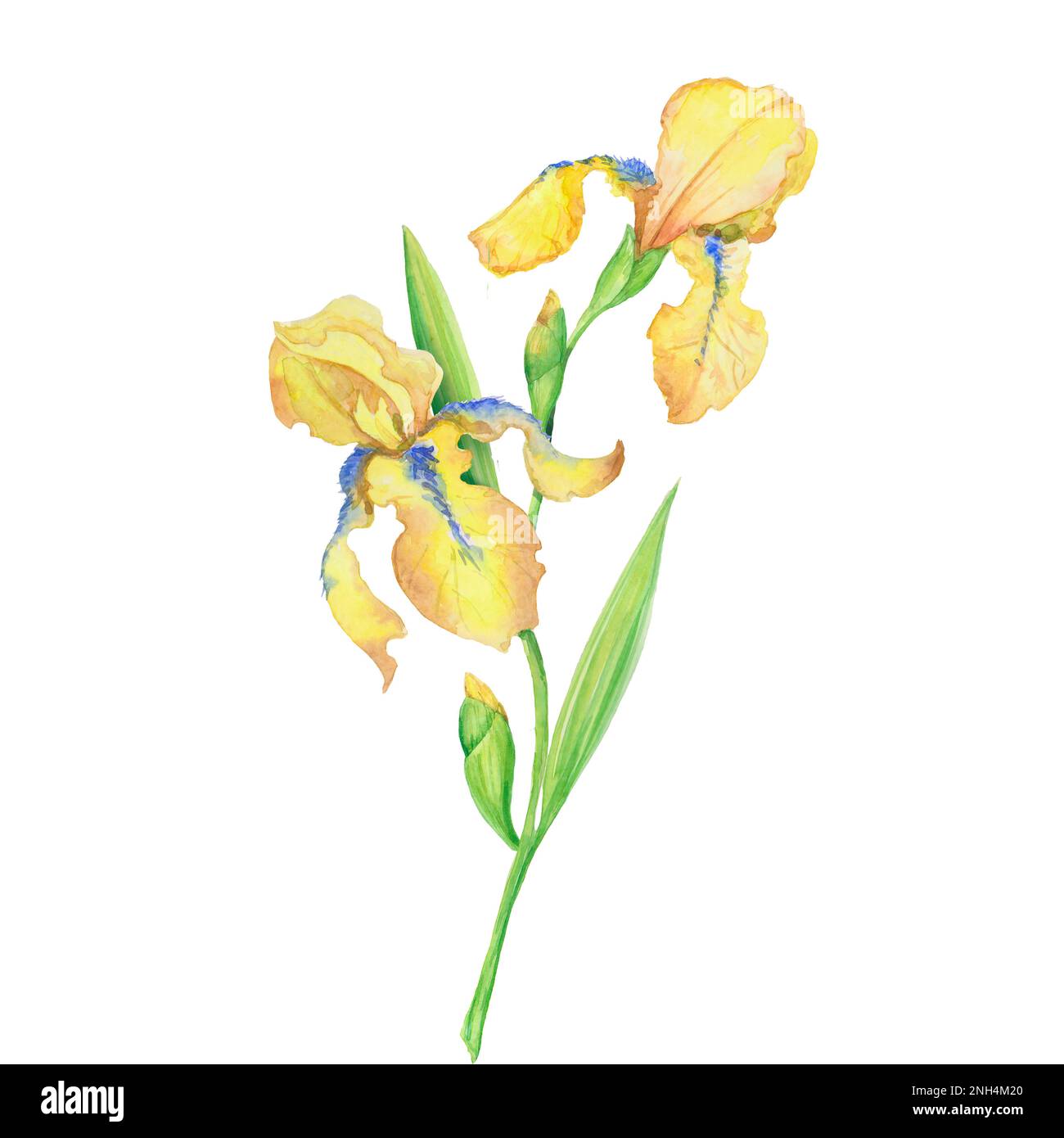 Strauß gelber Iris, handbemalte Aquarelle, ein Blumenstrauß mit Blättern Stockfoto