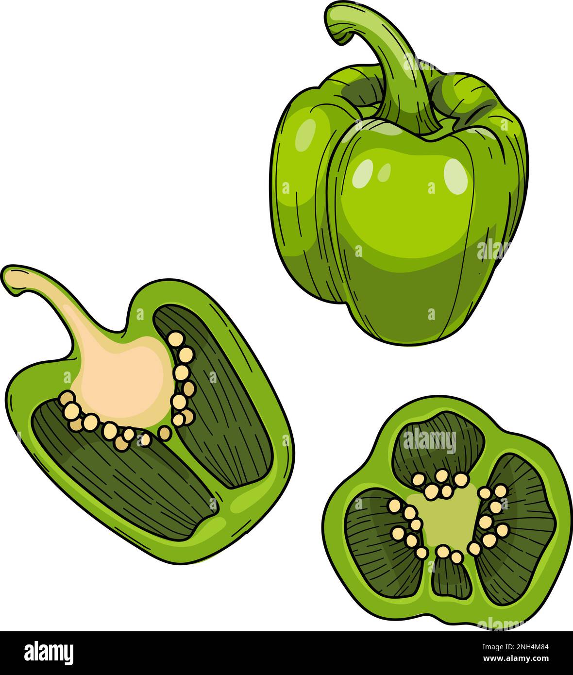 Süße Paprika-Paprika, ganze und halbierte grüne Paprika, handgemalte Illustration. Stock Vektor