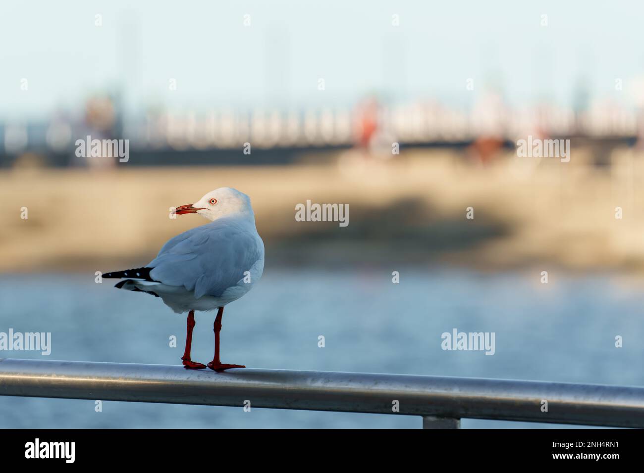 Erwachsene Silbermöwe steht auf einem Edelstahlgeländer am Wynnum Planschbecken, mit Wynnum Pier im Hintergrund. Stockfoto