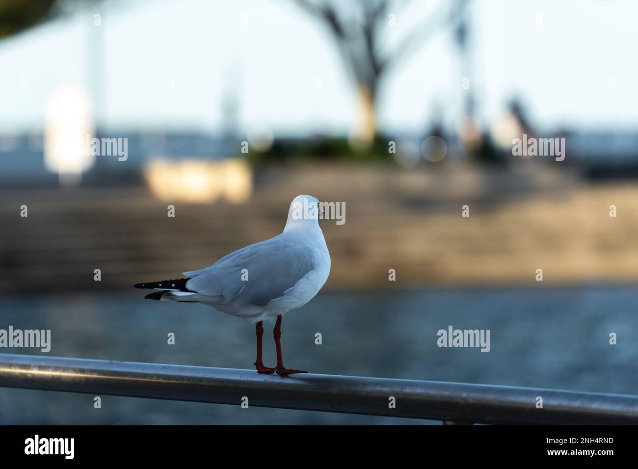 Silberne Möwe, die auf einem Handlauf aus Edelstahl steht und von der Kamera wegschaut. Stockfoto