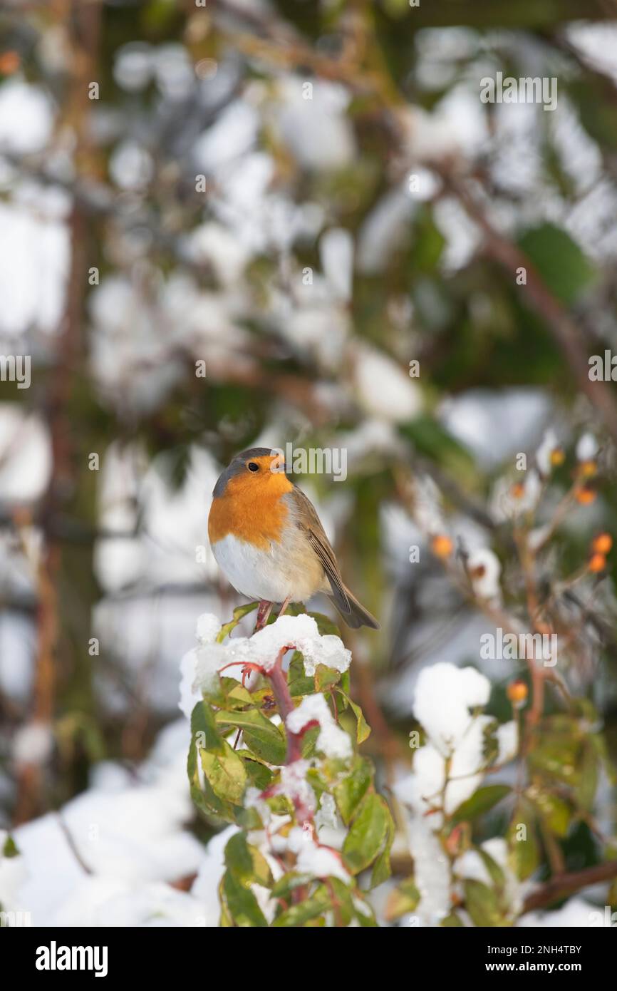 Ein Robin Redbreast (Erithacus Rubecula) in einem Garten auf einem schneebedeckten Rosenstiel im Winter Stockfoto