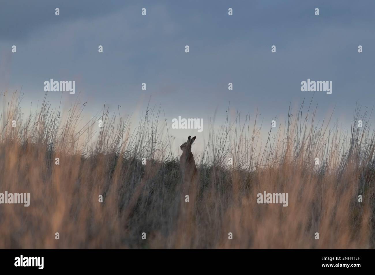 Ein Europäer, oder Brown, Hare (Lepus Europaeus), der in der Abenddämmerung auf Grünland ohne Bewegung sitzt Stockfoto