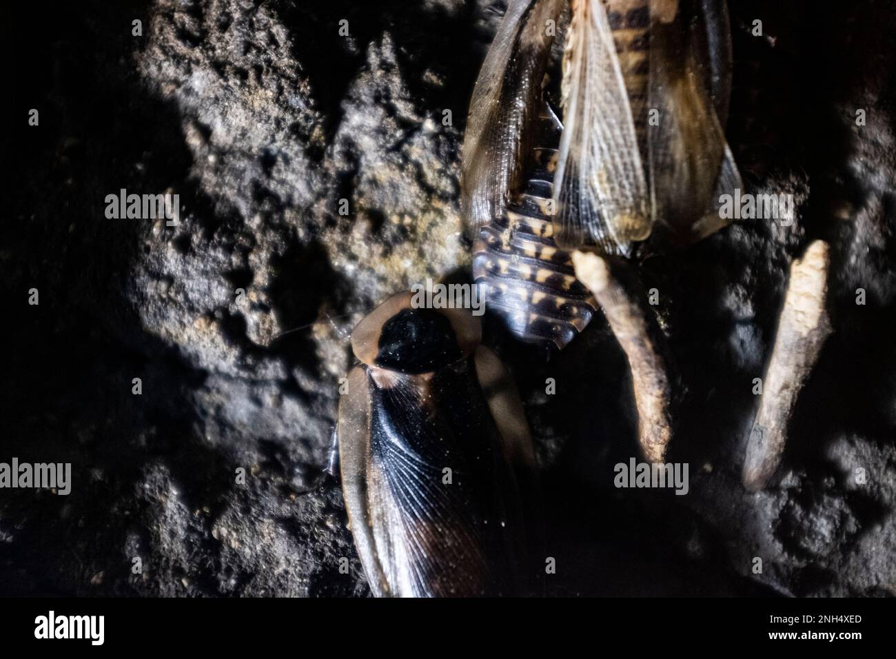 Ekelhafte und hässliche, dunkel gestreifte Käfer mit Flügeln Stockfoto