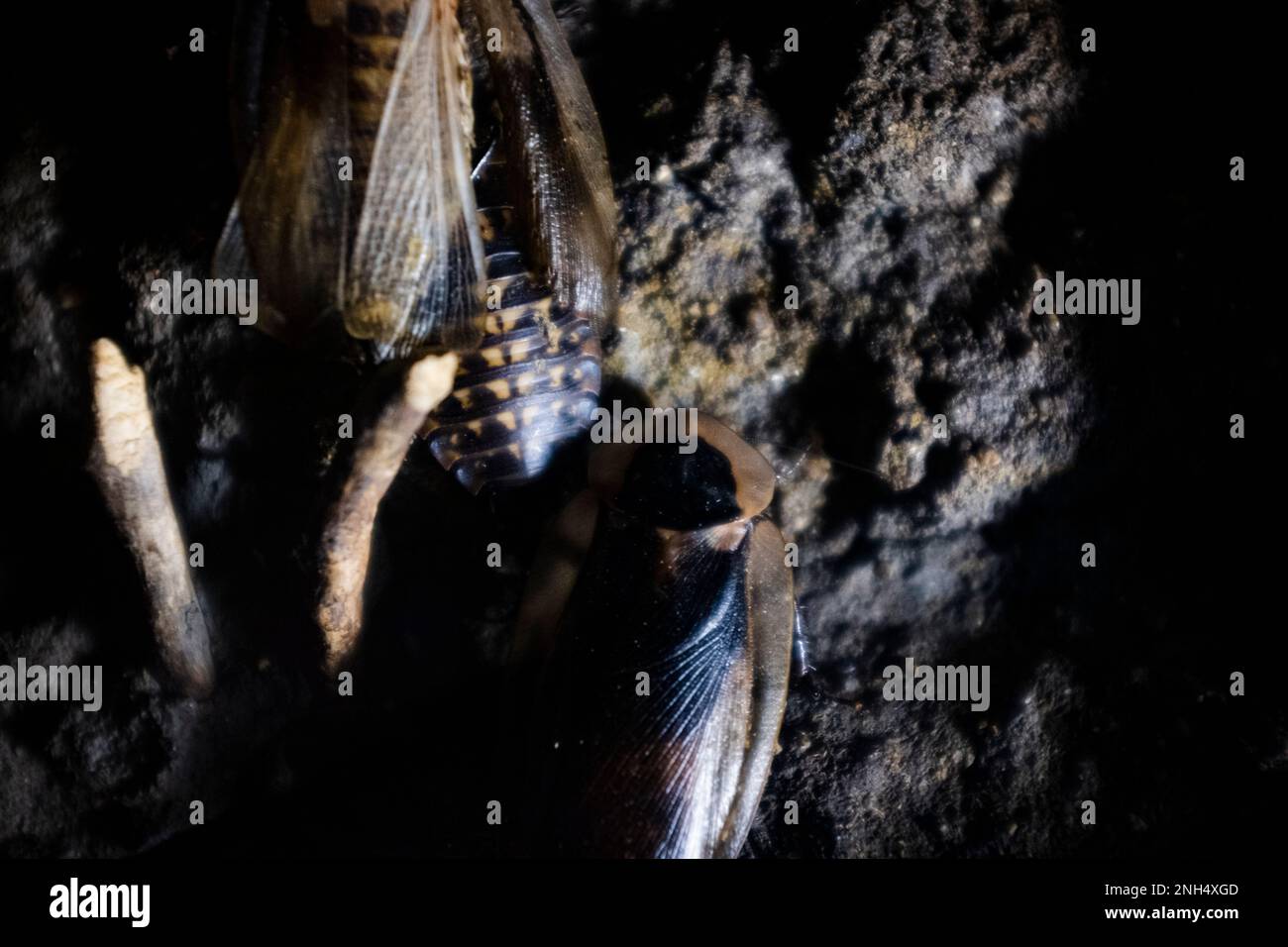 Ekelhafte und hässliche, dunkel gestreifte Käfer mit Flügeln Stockfoto