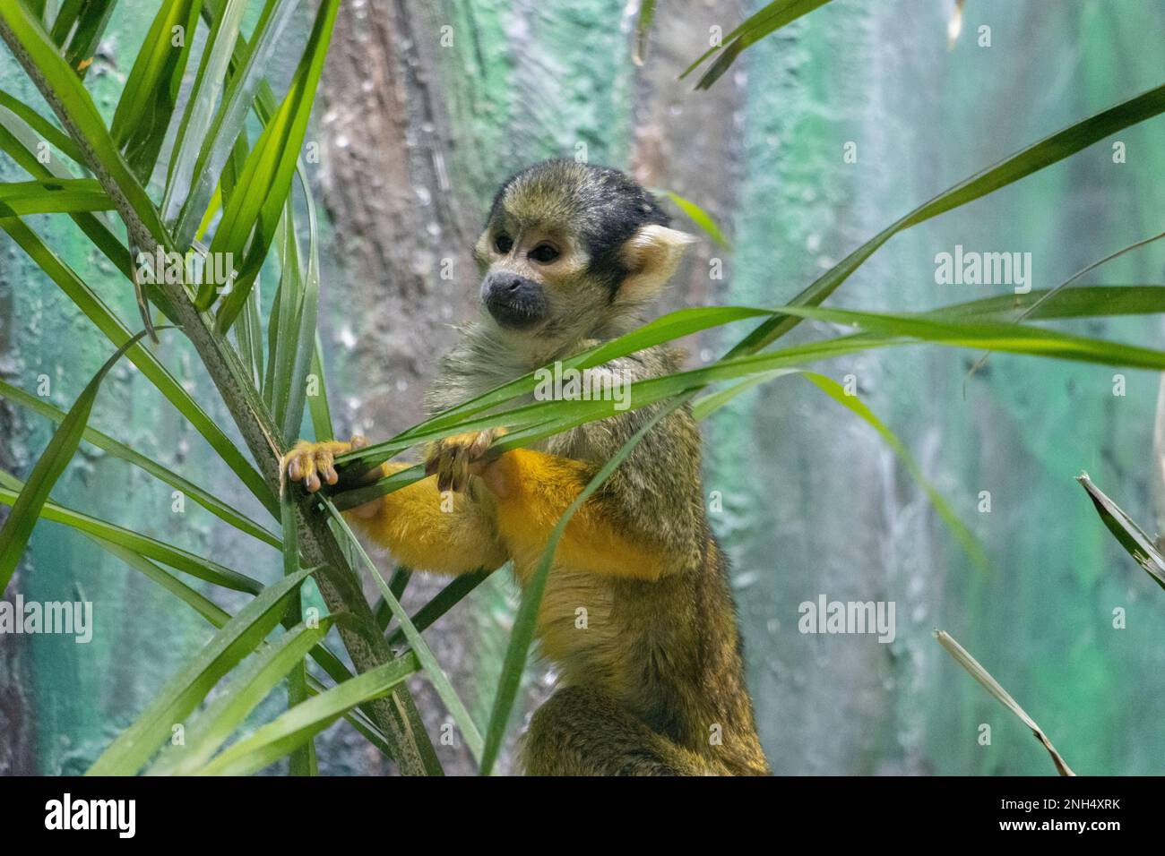 Der Affe spielt in grünem Foilage Stockfoto