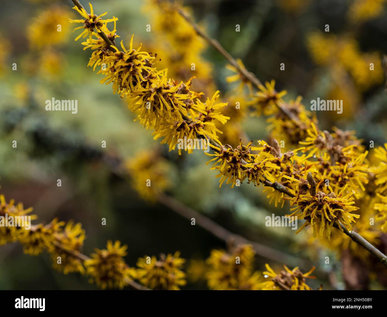 Spinnenartige Winterblumen des duftenden Laubstrauchs, Hamamelis „Brevipetala“ Stockfoto