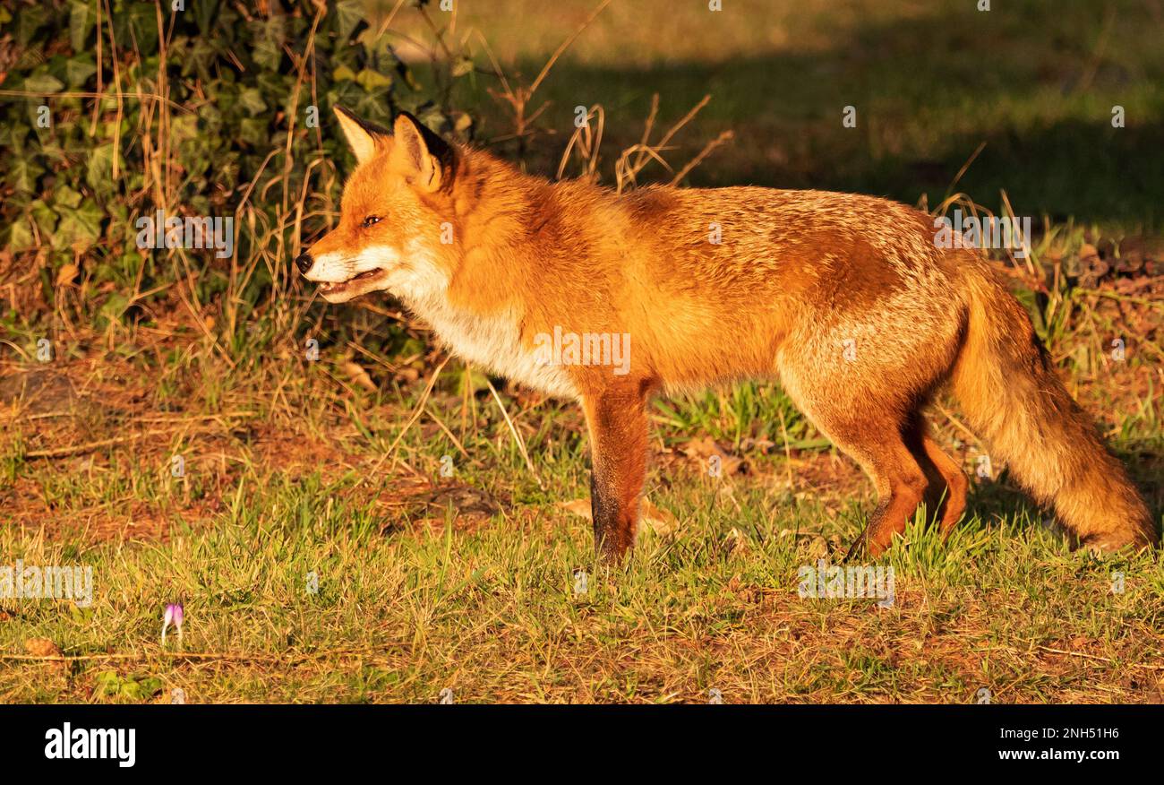 Berlin, Deutschland. 15. Februar 2023. 15.02.2023, Berlin. Ein Fuchs (Vulpes vulpes) steht auf einer Wiese im Botanischen Garten im Licht der niedrigen Wintersonne. Viele Füchse leben in der deutschen Hauptstadt und finden hier ein breites Speiseangebot. Sie sind tagsüber oft genauso aktiv wie nachts und unterscheiden sich in Verhalten und Gewohnheiten, sogar genetisch, von ihren Angehörigen auf dem Land. Kredit: Wolfram Steinberg/dpa Kredit: Wolfram Steinberg/dpa/Alamy Live News Stockfoto