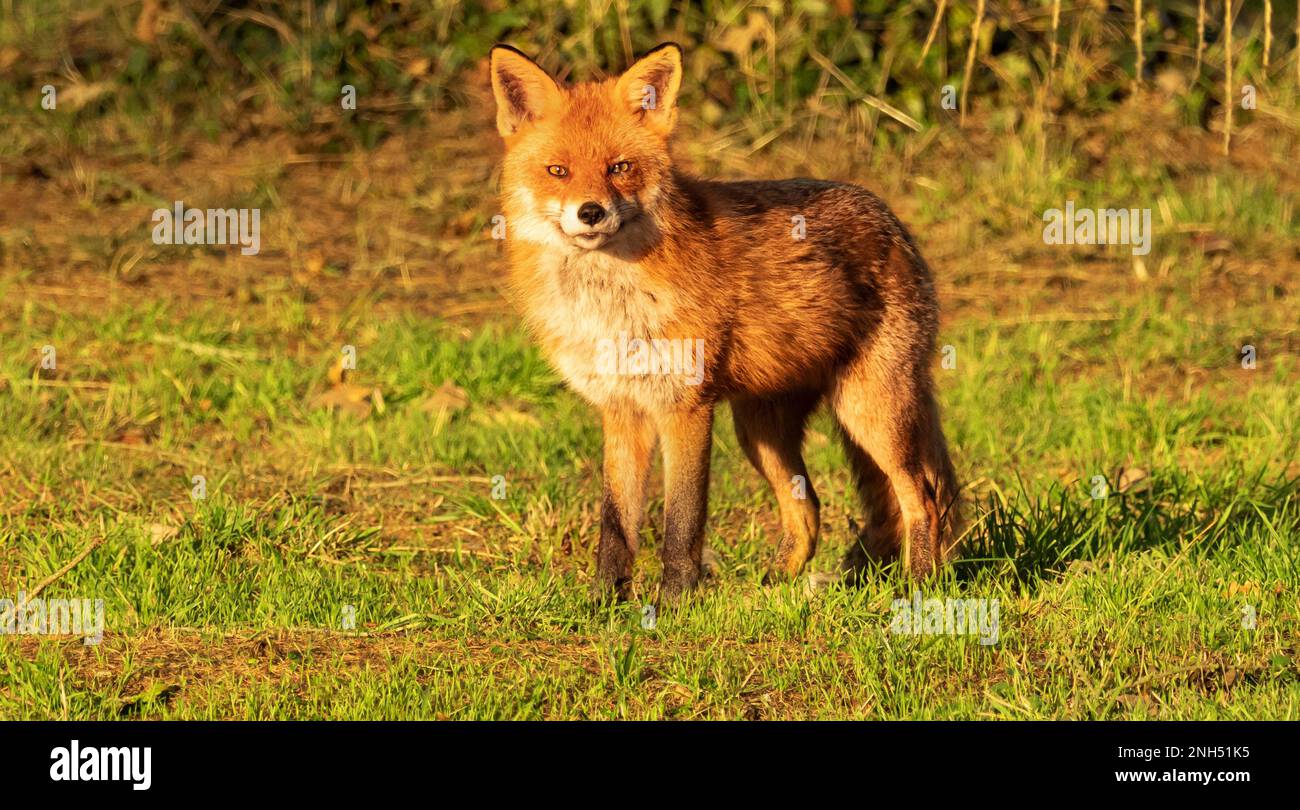 Berlin, Deutschland. 15. Februar 2023. 15.02.2023, Berlin. Ein Fuchs (Vulpes vulpes) sitzt auf einer Wiese im Botanischen Garten und sonnt sich im Licht der niedrigen Wintersonne. Die deutsche Hauptstadt ist Heimat vieler Füchse, die hier ein breites Spektrum an Nahrungsmitteln finden. Sie sind tagsüber oft genauso aktiv wie nachts und unterscheiden sich in Verhalten und Gewohnheiten, sogar genetisch, von ihren Angehörigen auf dem Land. Kredit: Wolfram Steinberg/dpa Kredit: Wolfram Steinberg/dpa/Alamy Live News Stockfoto