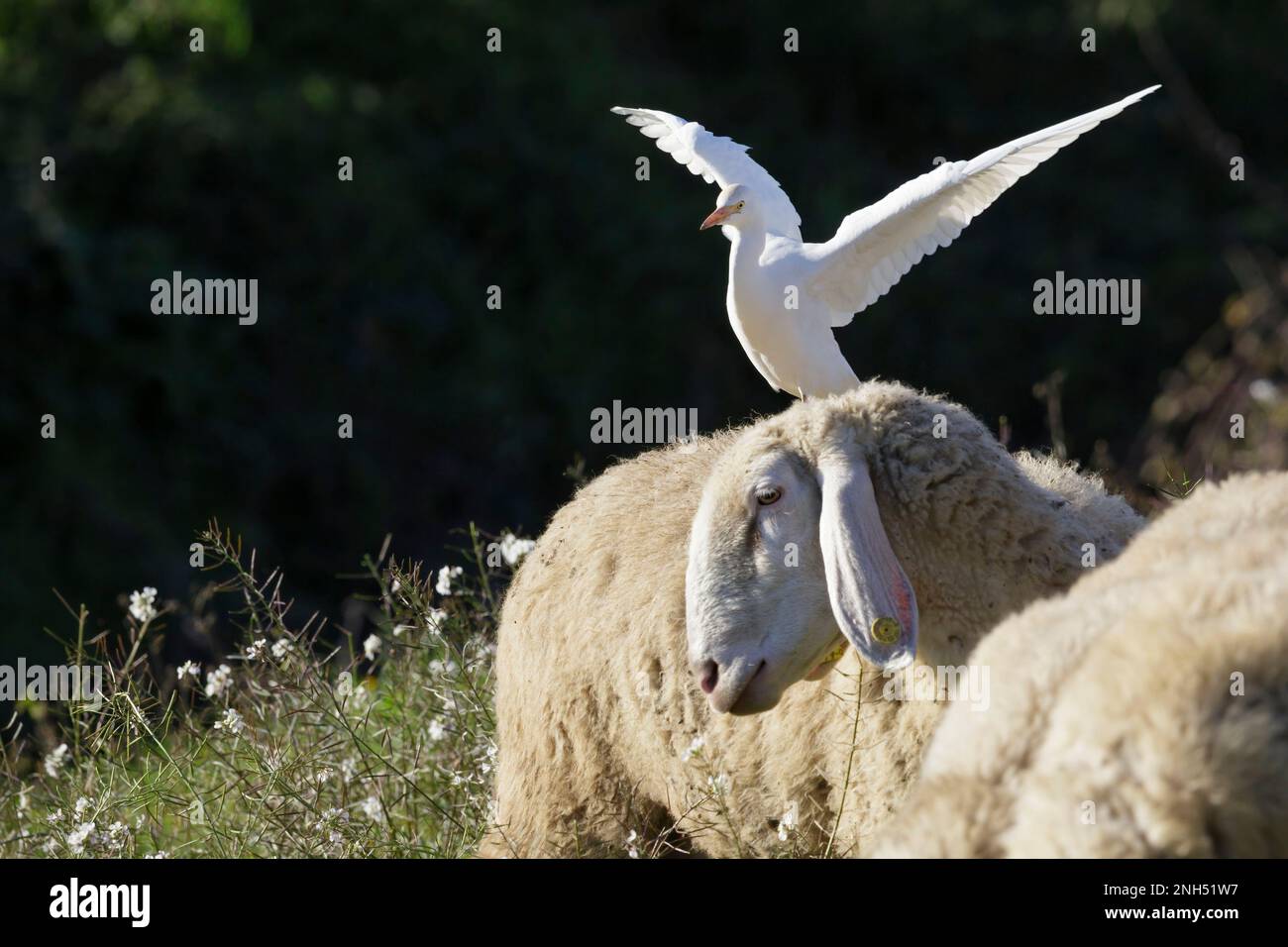 Friedliche Koexistenz: Reiher und Schaf in Harmonie Stockfoto