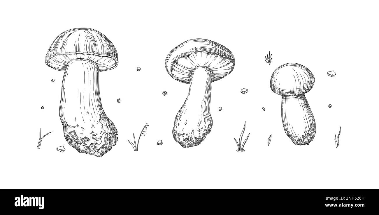 Sammlung verschiedener realistischer essbarer Pilze im monochromen Stil. Satz verschiedener gravierter saisonaler Pilzvektorgrafiken. Arten von Stock Vektor