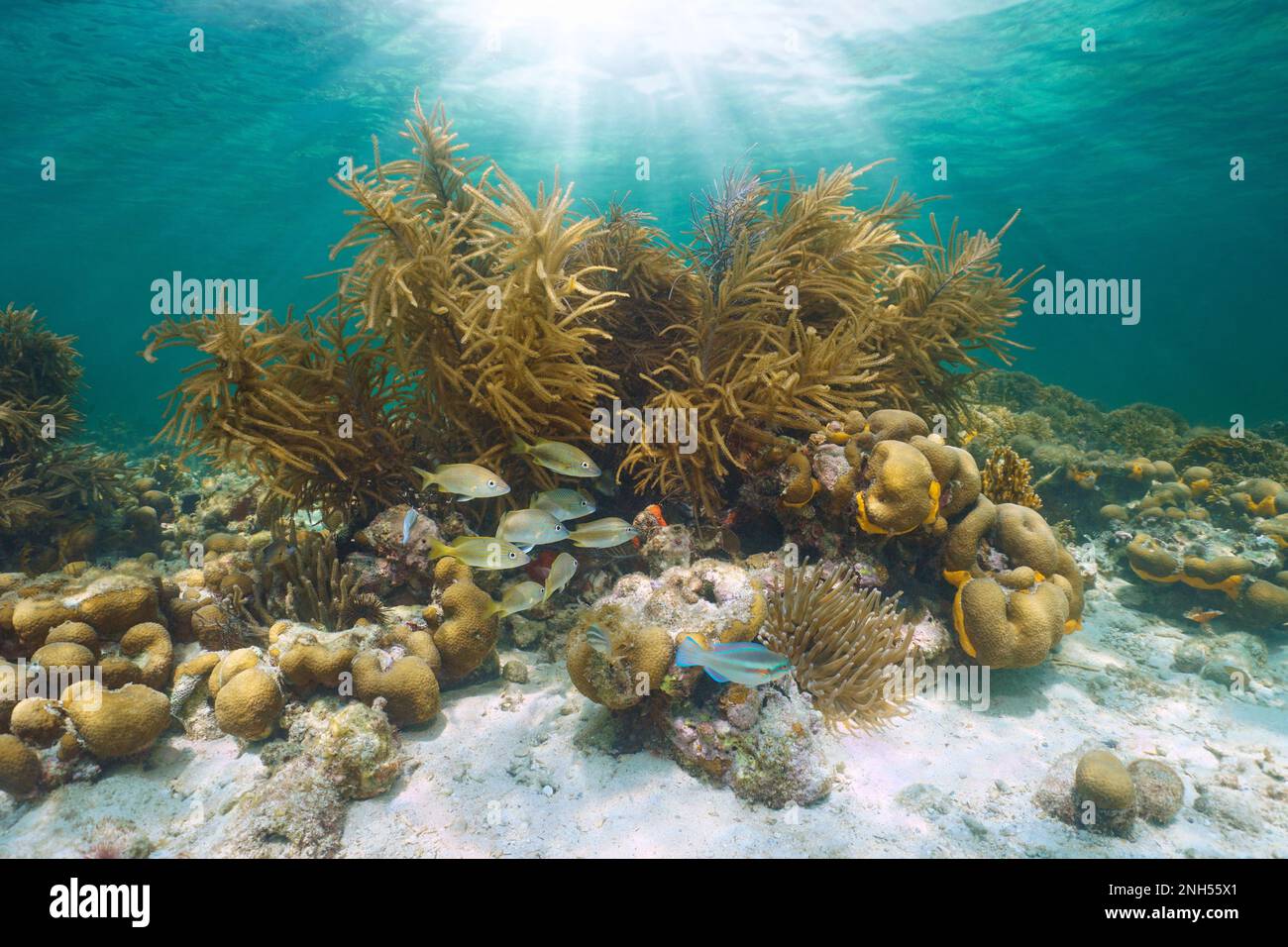 Korallenriff im Karibischen Meer mit tropischen Fischen und Sonnenlicht unter Wasser, Mittelamerika, Panama Stockfoto