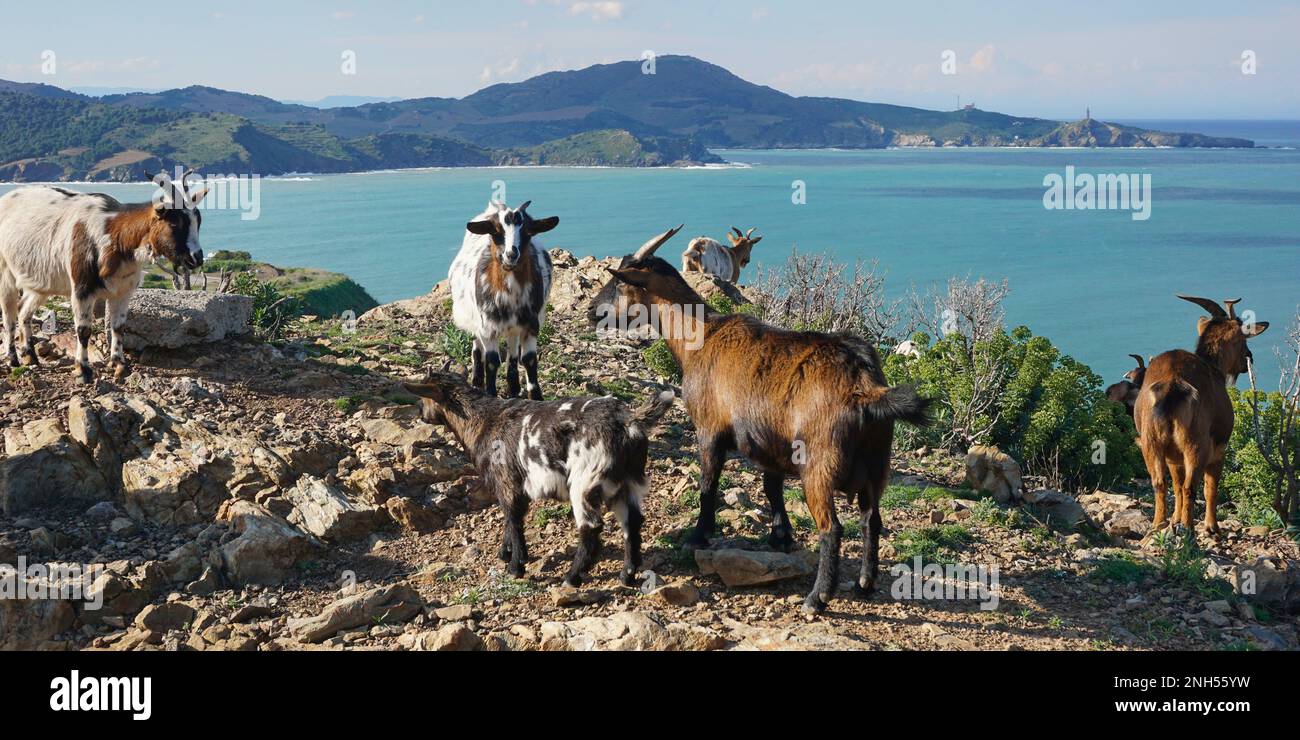 Ziegen am Rand des Mittelmeers mit der Küste im Hintergrund, Pyrenees-Orientales, Occitanie, Frankreich Stockfoto