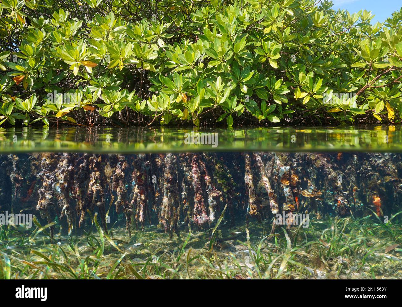 Rhizophora mangrove mit Laub über der Wasserlinie und Wurzeln unter Wasser, geteilter Blick über und unter der Wasseroberfläche, Mittelamerika Stockfoto
