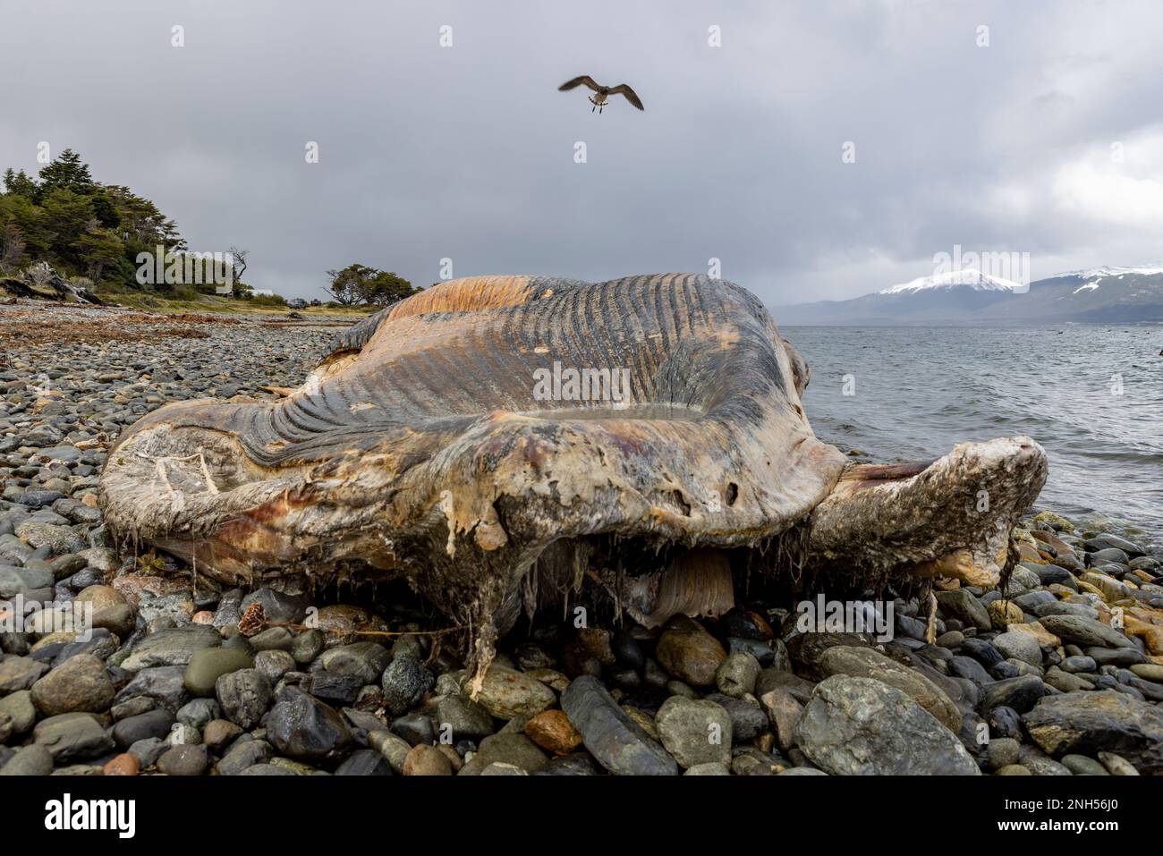 Toter Wal bei einem Unfall mit einem Boot auf einem steinigen Strand nahe Puerto Almanza, Ushuaia, Tierra del Fuego, Argentinien, Südamerika Stockfoto