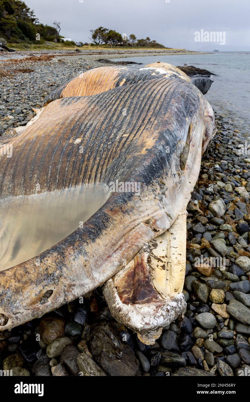 Toter Wal bei einem Unfall mit einem Boot auf einem steinigen Strand nahe Puerto Almanza, Ushuaia, Tierra del Fuego, Argentinien, Südamerika Stockfoto