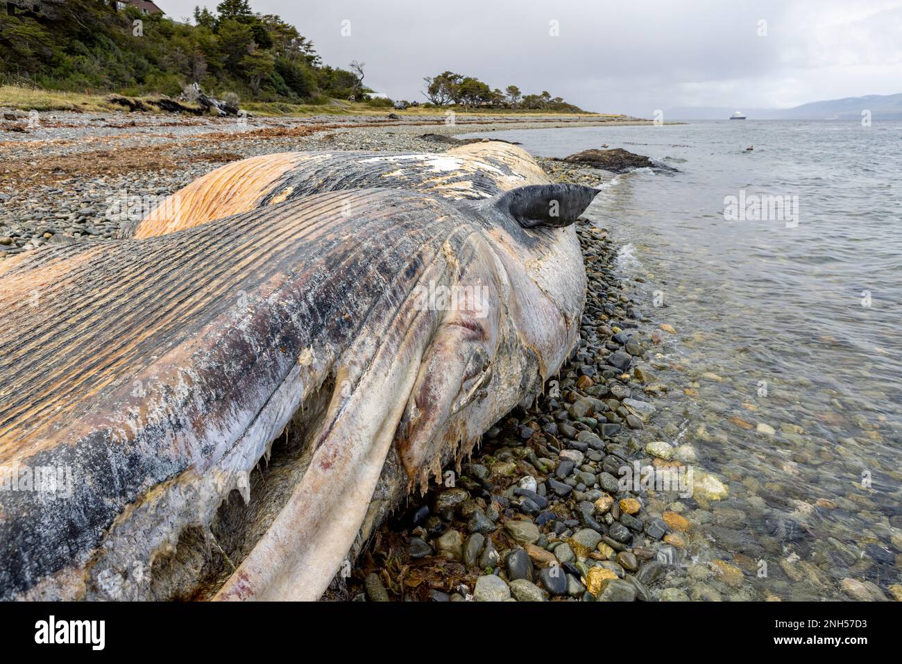 Toter Wal bei einem Unfall mit einem Boot auf einem steinigen Strand nahe Puerto Almanza, Ushuaia, Tierra del Fuego, Argentinien, Südamerika Stockfoto