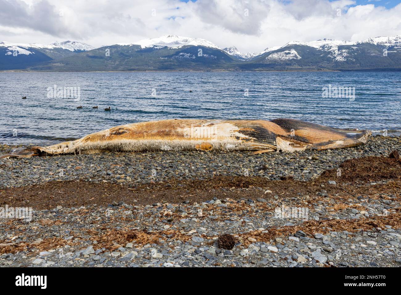 Toter Wal bei einem Unfall mit einem Boot auf einem steinigen Strand nahe Puerto Almanza, Ushuaia, Tierra del Fuego, Argentinien, Südamerika Stockfoto