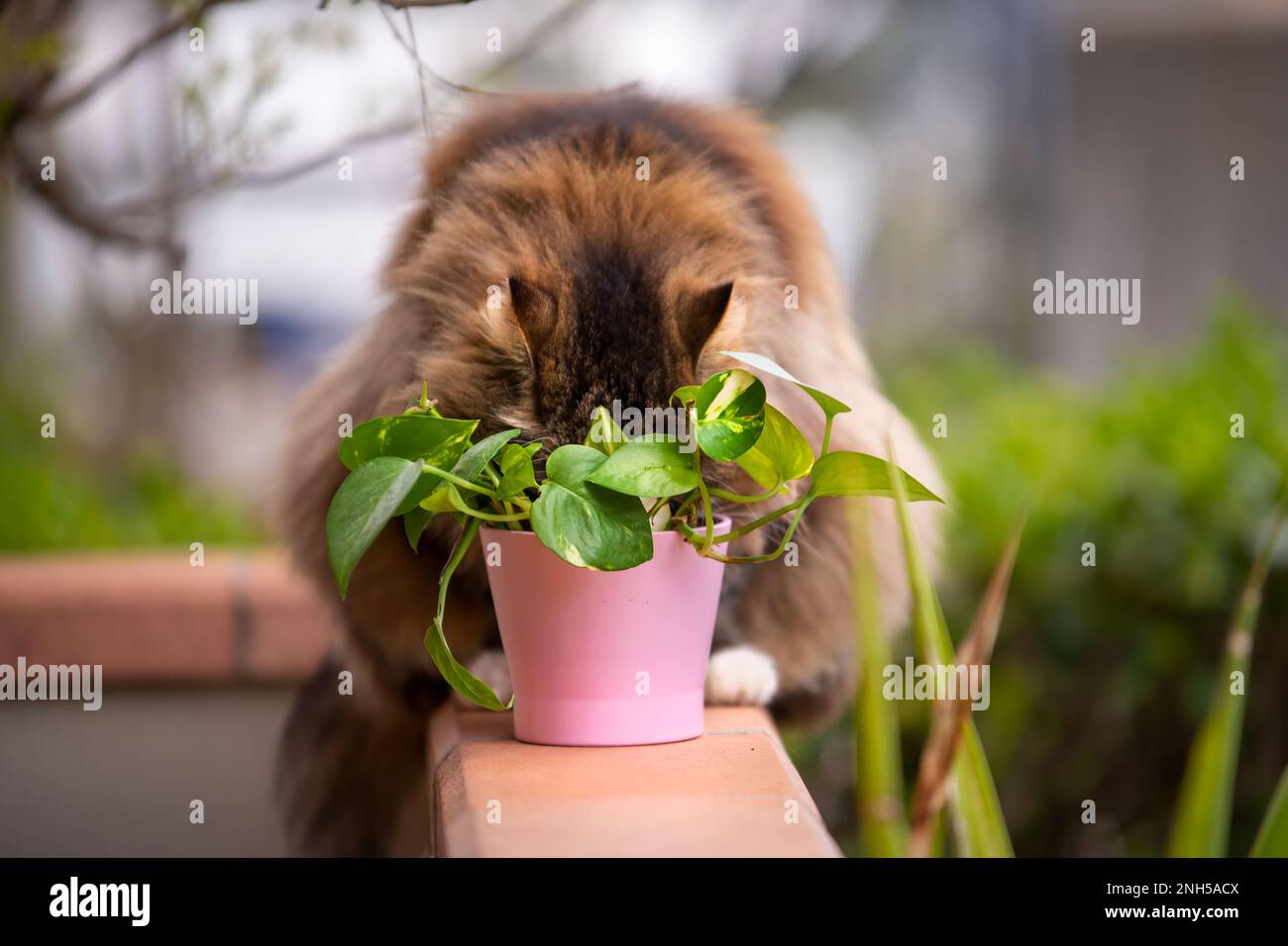 Flauschige Katze, die auf seiner Terrasse neben einer Pflanze in einer pinken Vase sitzt. Fläche ausblenden. Stockfoto