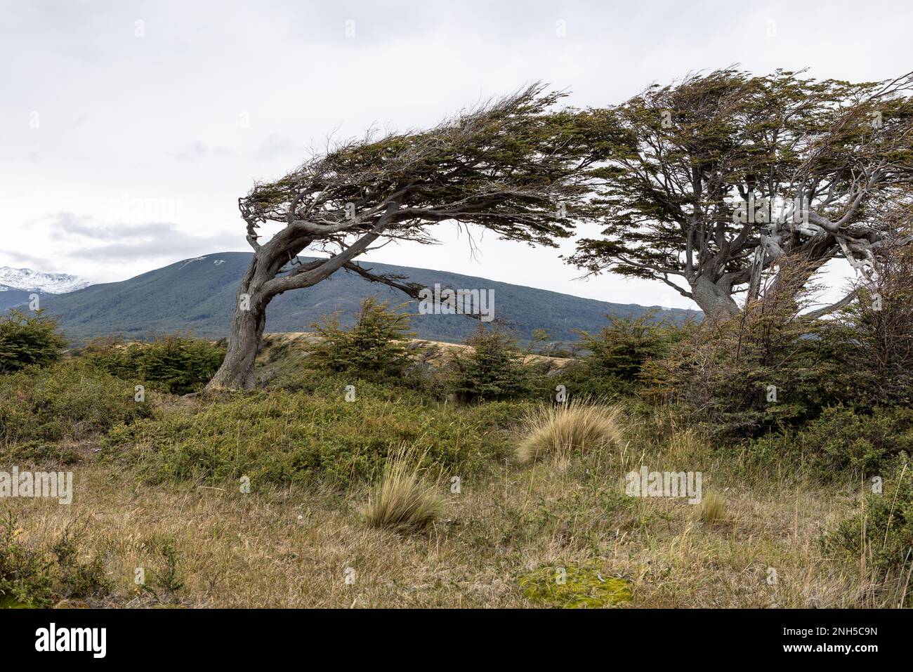 Baum geformt durch den starken patagonischen Wind am wunderschönen Ende der Welt - Ushuaia, Tierra del Fuego, Südamerika Stockfoto
