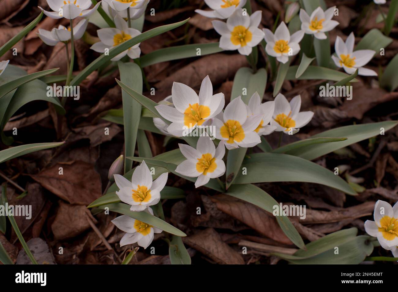 Narzisse, Narcissus Stockfoto