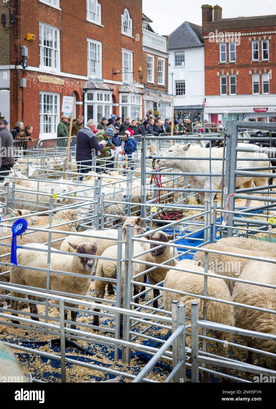 WINSLOW, Großbritannien - 05. Dezember 2022. Bauern auf einem Markt mit preisgekrönten Schafen und Vieh. Winslow Primestock Christmas Show, Buckinghamshire, Großbritannien Stockfoto