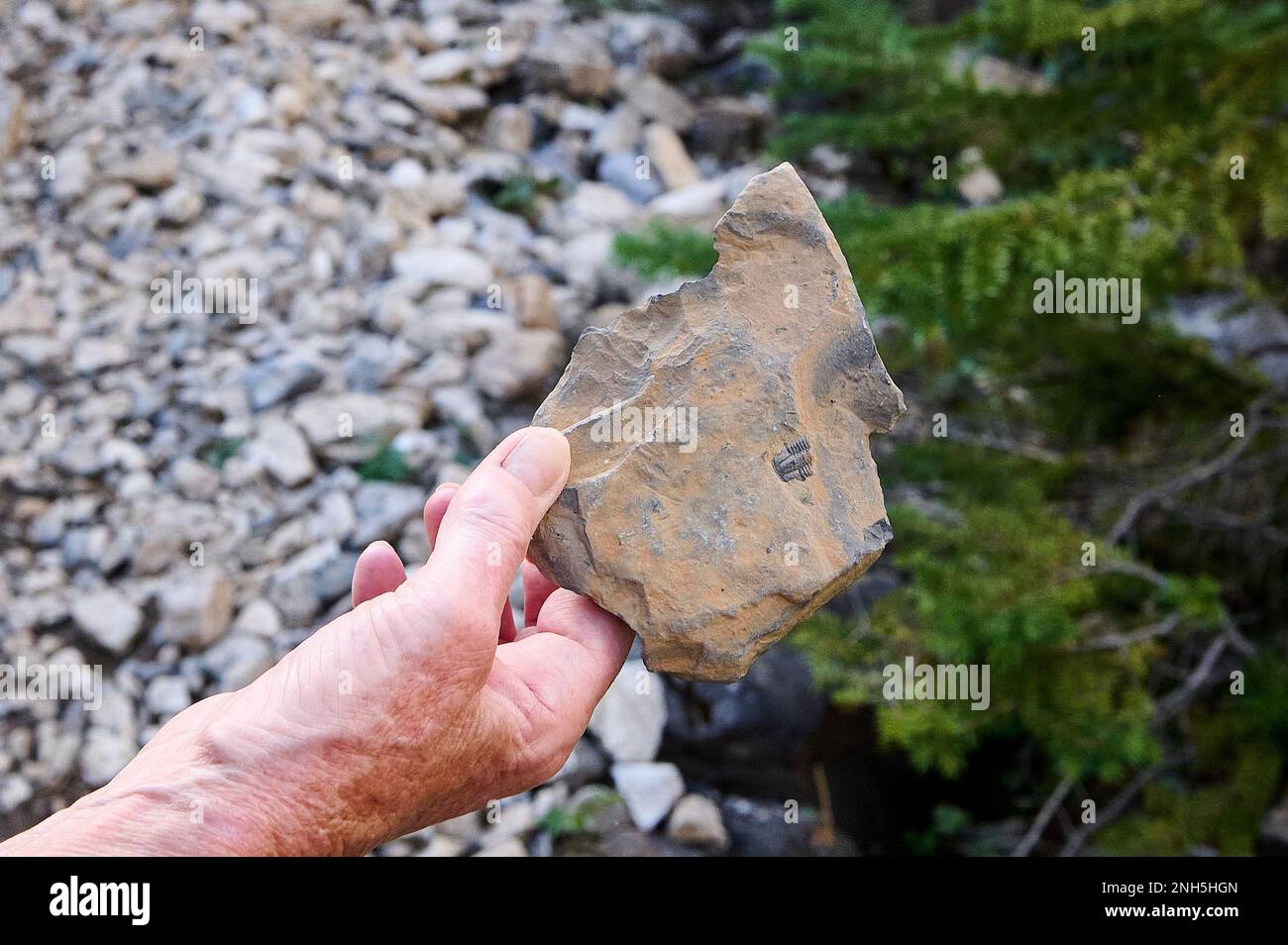 Trilobite Fossil, Stanley Glacier Trail, Kootenay National Park, British Columbia, Kanada. Stockfoto
