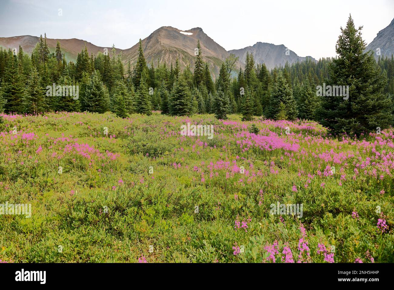 Feuerkraut (Chamaenerion angustifolium) wächst neben dem Pfad, der zum Chester Lake, Kananaskis Country, Alberta, Kanada führt. Stockfoto