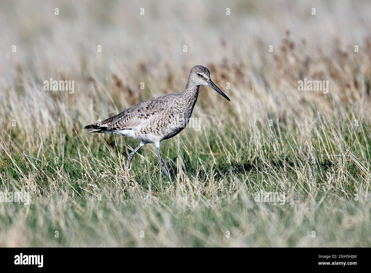 Willet (Catoptrophorus semipalmatus), Frank Lake, Alberta, Kanada Stockfoto