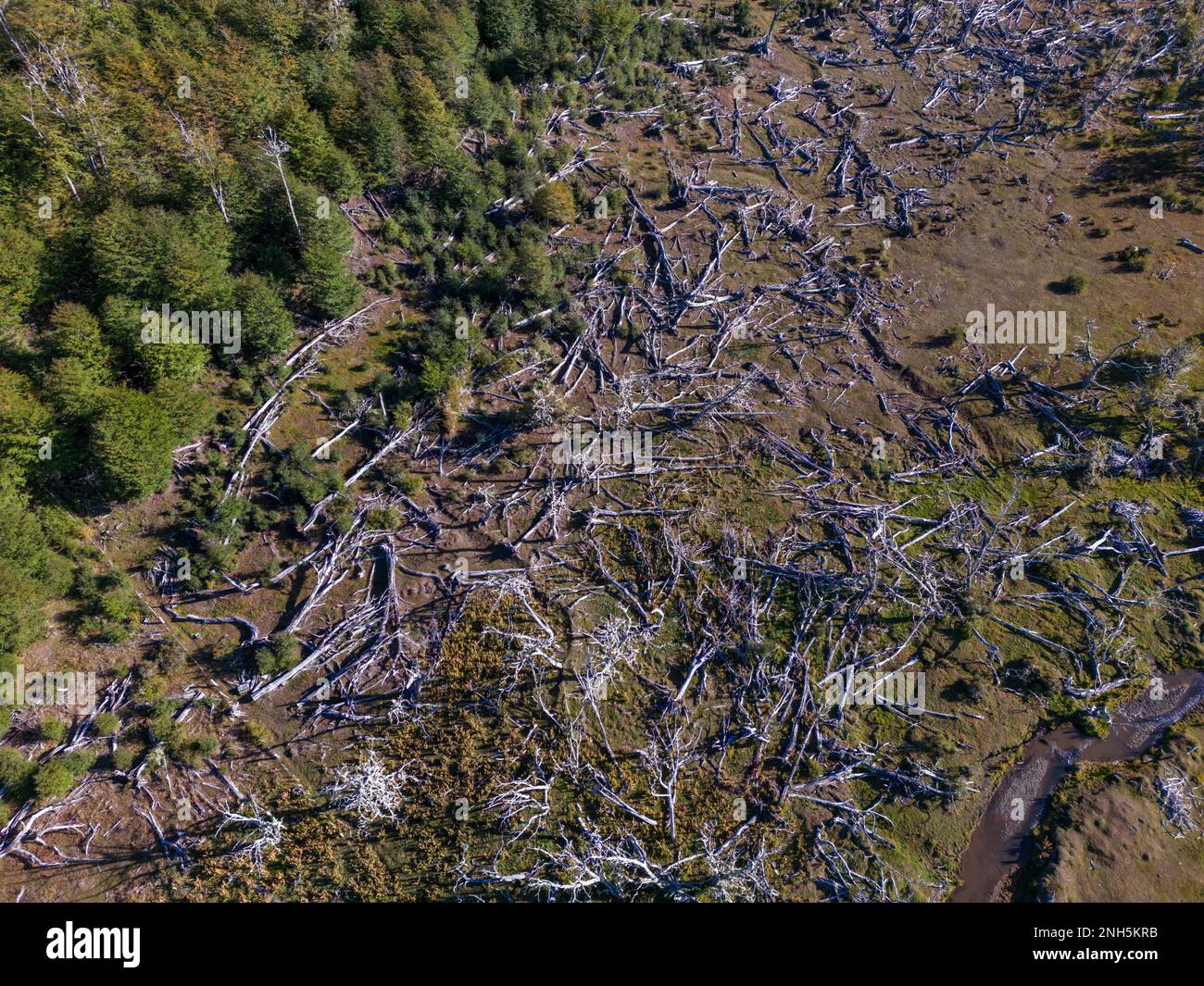 Ein Biberlebensraum im Reserva Lago Yeguin auf der Insel Tierra del Fuego, Argentinien, Südamerika aus der Vogelperspektive Stockfoto