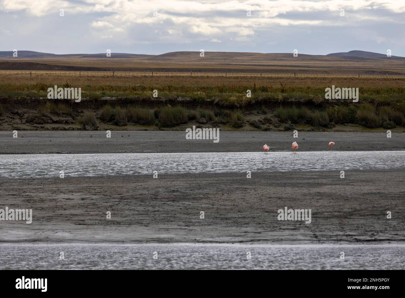 Flamingos im Fluss Rio Grande bei Ebbe - Reisen nach Argentinien, Südamerika Stockfoto