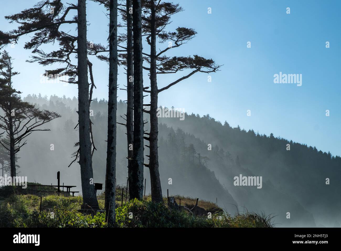 Am Cape Lookout in Oregon könnt ihr im Hintergrund einige Bäume an der Küste und Nebel über den Hügeln sehen Stockfoto