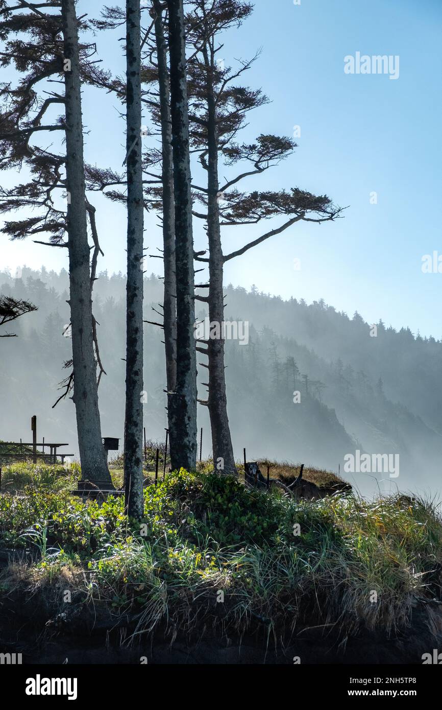 Am Cape Lookout in Oregon könnt ihr im Hintergrund einige Bäume an der Küste und Nebel über den Hügeln sehen. Vertikales Format Stockfoto