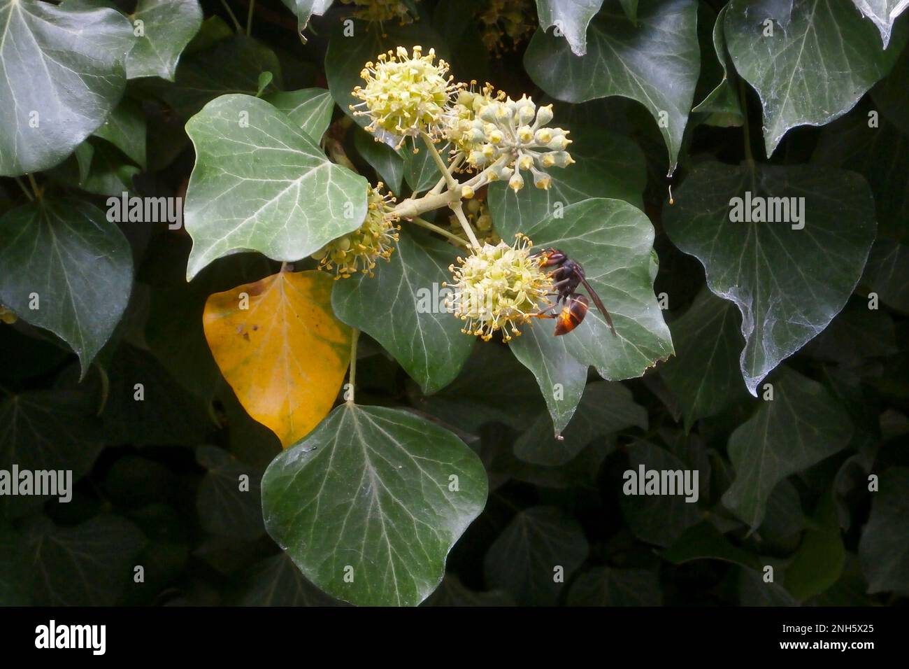 Die Asiatische Hornisse, auch bekannt als Gelbbbbeinhornisse (Vespa velutina), ist eine in Südostasien heimische Art der Hornisse. Sie ist als ein besorgniserregend Stockfoto