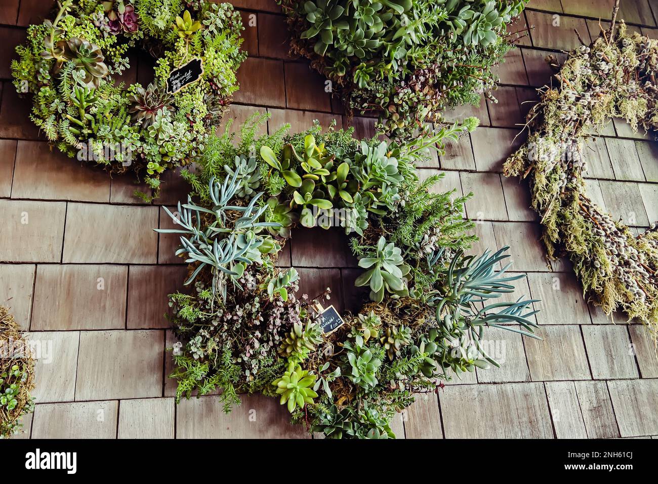 Kranz aus saftigen Pflanzen hängt an der Wand, Blumenladen Stockfoto