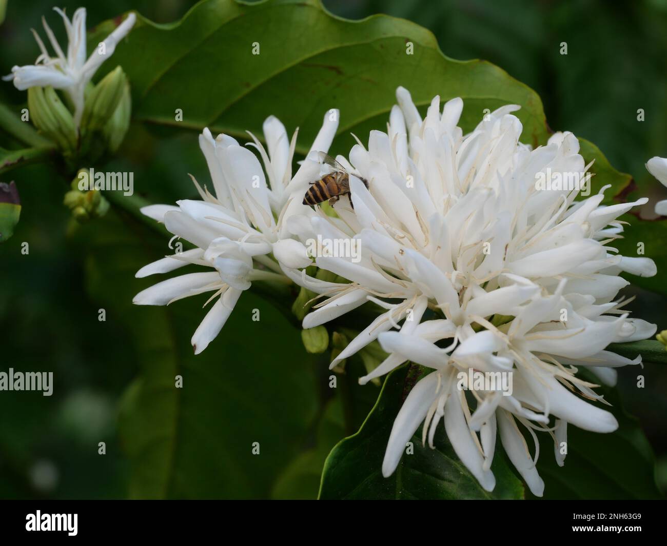 Honigbiene auf Robusta-Kaffee blüht auf Baumpflanze mit grünem Blatt mit schwarzer Hintergrundfarbe. Blütenblätter und weiße Bühnenblüten Stockfoto