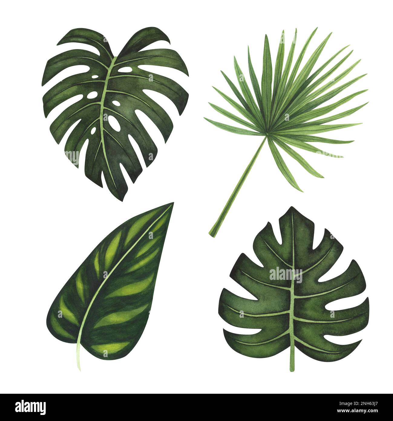 Legen Sie die tropischen Bltter Monstera und die Wasserfarbe der Palme auf  weiem Hintergrund isoliert fest. Aquarell handgezeichnete botanische  Darstellung fr Designverpackung, Vorlage Stockfotografie - Alamy