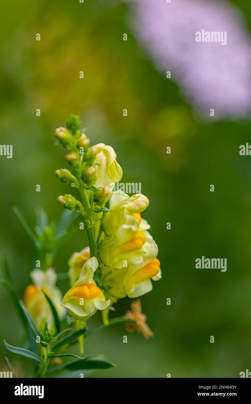 Linaria vulgaris-Blüte im Gebirge Stockfoto