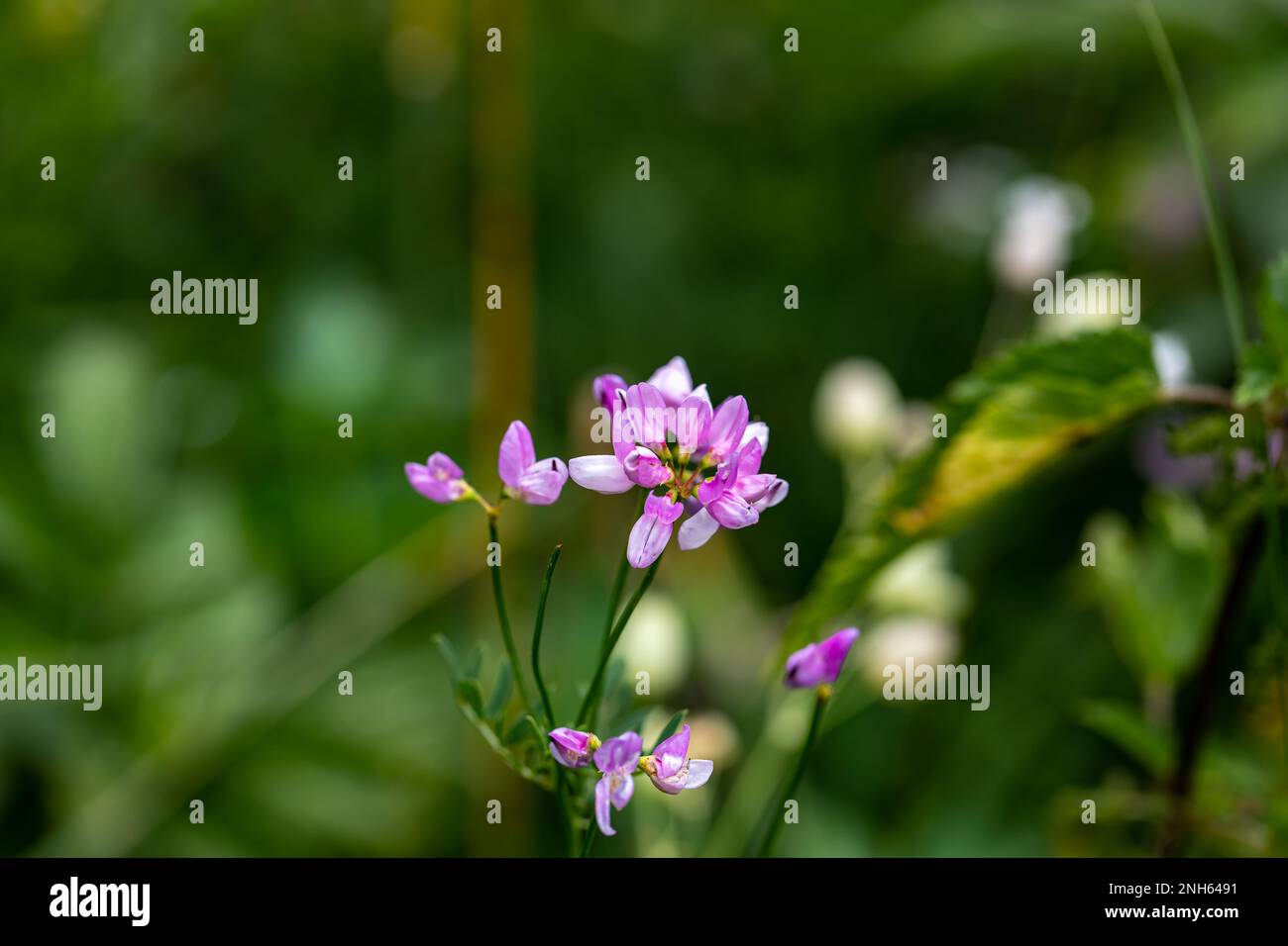 Im Wald wachsende Sortenblume der Securigera, aus nächster Nähe Stockfoto