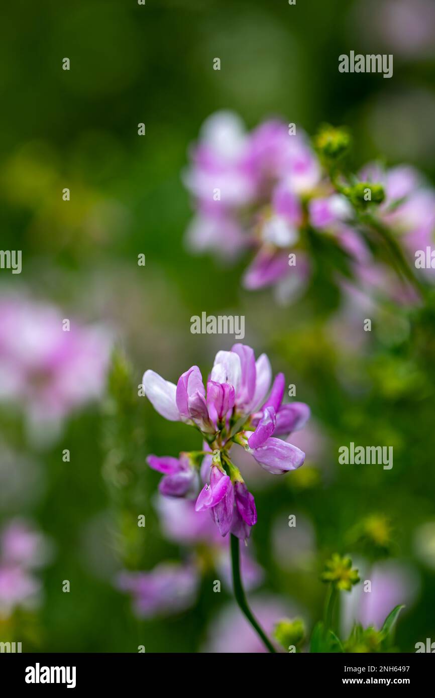 Im Wald wachsende Sortenblume der Securigera, aus nächster Nähe Stockfoto