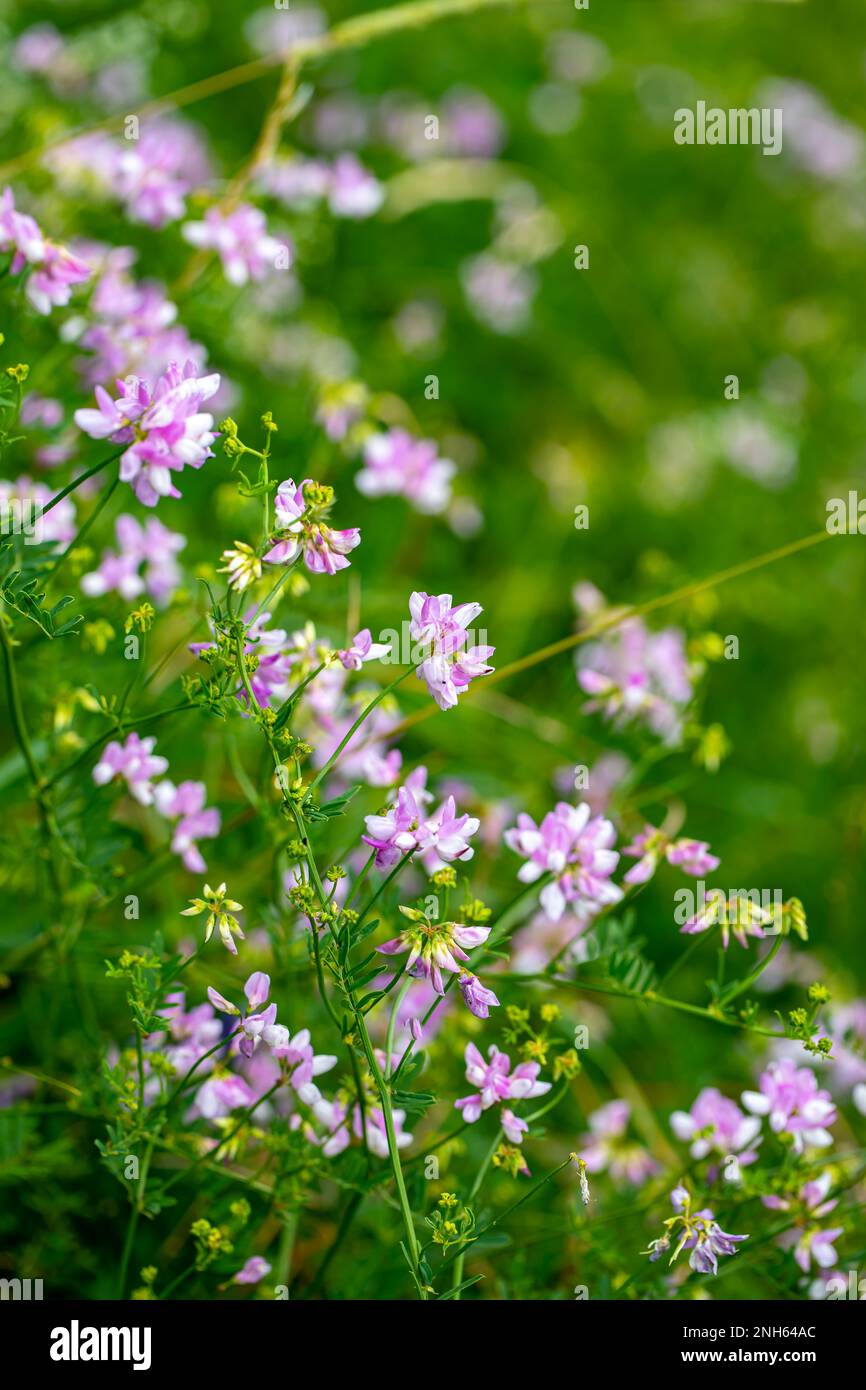 Im Wald wachsende Sortenblume der Securigera, aus nächster Nähe Stockfoto