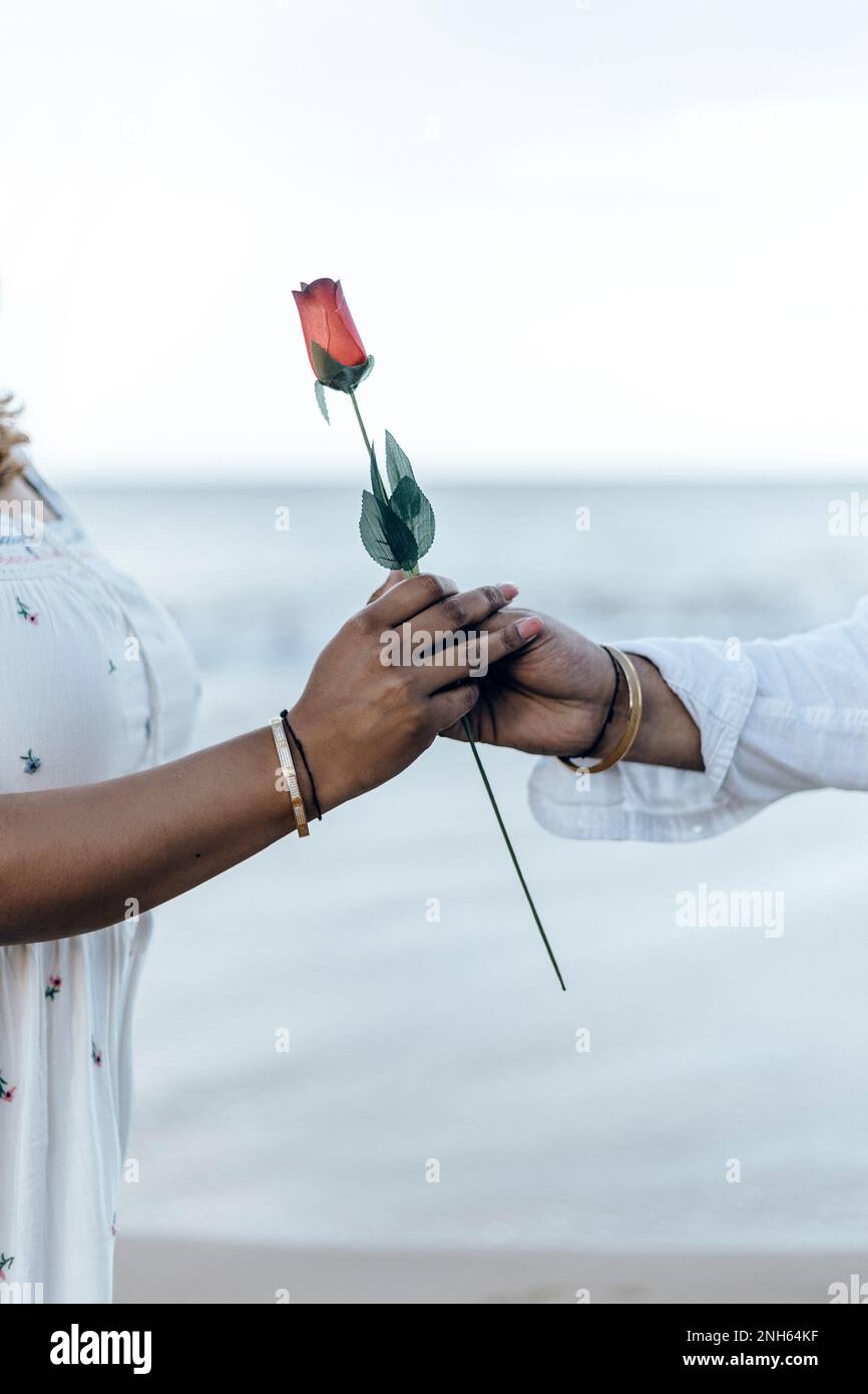 Die Hand eines Mannes, der einer Frau am Strand eine Rose überreicht. Romantisch Stockfoto