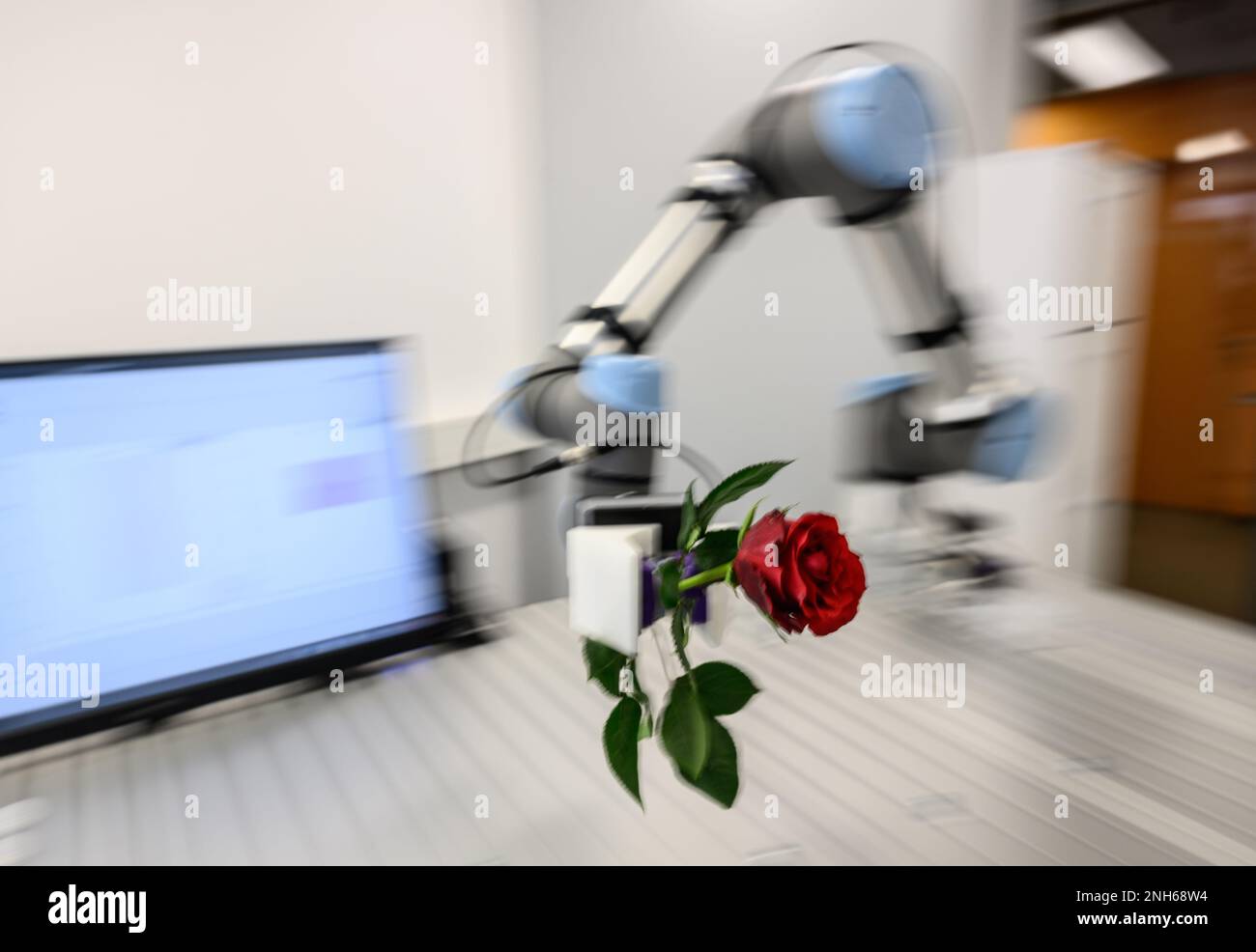 Dresden, Deutschland. 14. Februar 2023. Eine Rose wird im Labor des Unternehmens „Power-On“ von einem Roboter transportiert, der einen Greifer mit Berührungssensor montiert hat. Die Dresdner Anlaufstelle entwickelt künstliche Haut für Maschinen. (Dpa: 'Mit Cobots gegen den Mangel an Fachkräften - Sachsen hat viel Potenzial') Kredit: Robert Michael/dpa/Alamy Live News Stockfoto